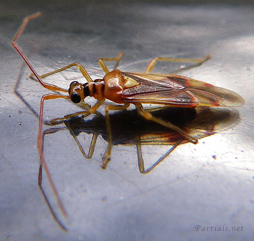 クスベニヒラタカスミカメ